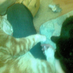 Cats
