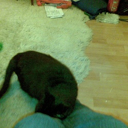 Cats